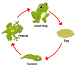 Fun Frog-Themed Activities for Preschoolers